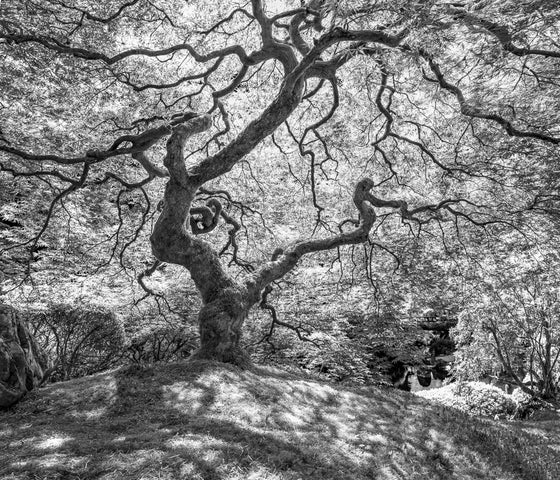 The most beautiful Japanese maple tree in black and white with shadows on the ground of the tree trunk and branches.