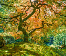  The most beautiful and colorful Japanese maple tree in early spring colors of yellow,orange and green. With a shadow of the tree trunk and branches in the moss on the ground. 