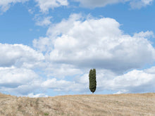  One Tuscan Cypress