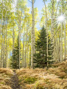  aspen trees and pine trees and ferns in Colorado in the fall with the sun and a starburst