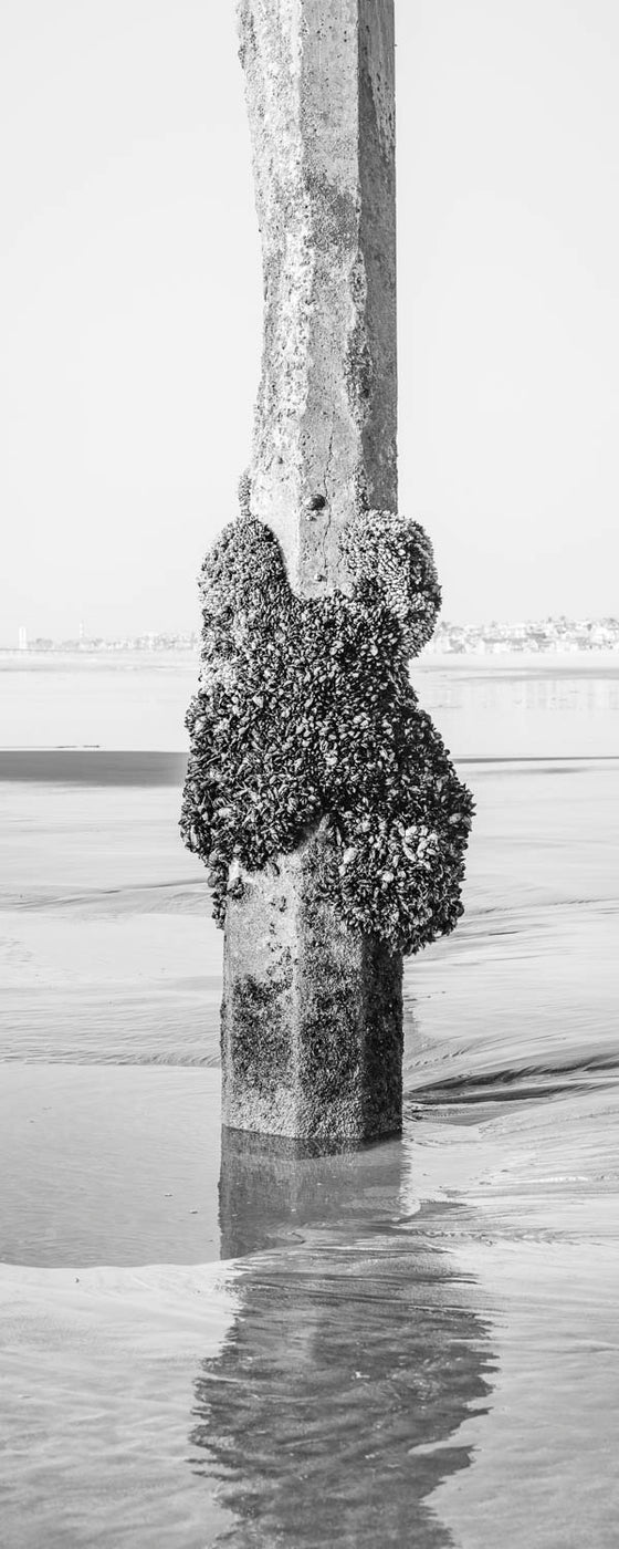 a piling under the Hermosa Beach pier, covered in barnacles, vertical panoramic format, in black and white