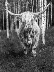  Black and white photo of a Highland cow in a birch forest in Sweden.