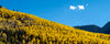A scenic landscape photograph of a steep hillside covered in bright yellow aspen trees under a clear blue sky with a small white cloud, with dark mountain peaks visible in the distance.