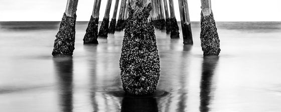 barnacles and pier piling under the hermosa beach pier, black and white