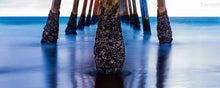  barnacles and pier piling under the hermosa beach pier