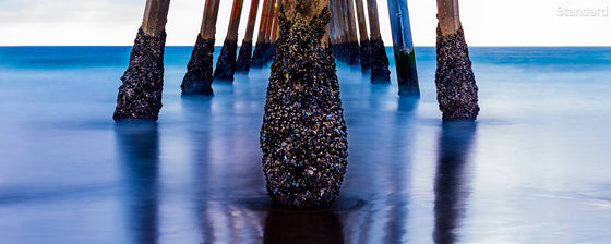 barnacles and pier piling under the hermosa beach pier