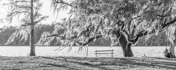 Beautiful moss covered trees deep in the Louisiana Bayou in black and white