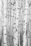 A close up photograph of the bark of Aspen trees in Colorado, in black and white