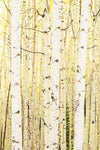 A close up photograph of the bark of Aspen trees in Colorado