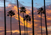 Palm trees lined up in a row with orange clouds during sunset in the background, creating a strong contrast