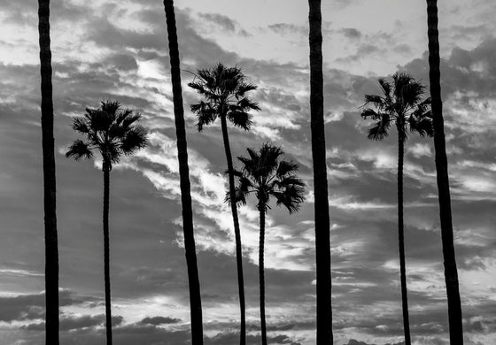 Black and white photograph of Palm trees lined up in a row with bright clouds during sunset in the background, creating a strong contrast