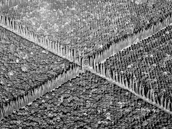 This is an abstract aerial photo of trees in the shape of an X in Hawaii, in black and white