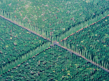  This is an abstract aerial photo of trees in the shape of an X in Hawaii