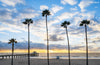 A panoramic photo of five palm trees, the Manhattan Beach Pier, and a lifeguard tower in Manhattan Beach (Los Angeles California) at sunset.