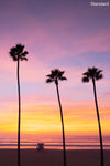 A panoramic photo of three palm trees and a lifeguard tower in Manhattan Beach (Los Angeles California) at sunset.