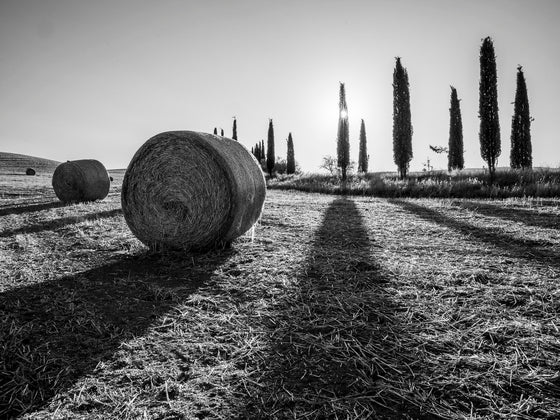 Tuscan Hay