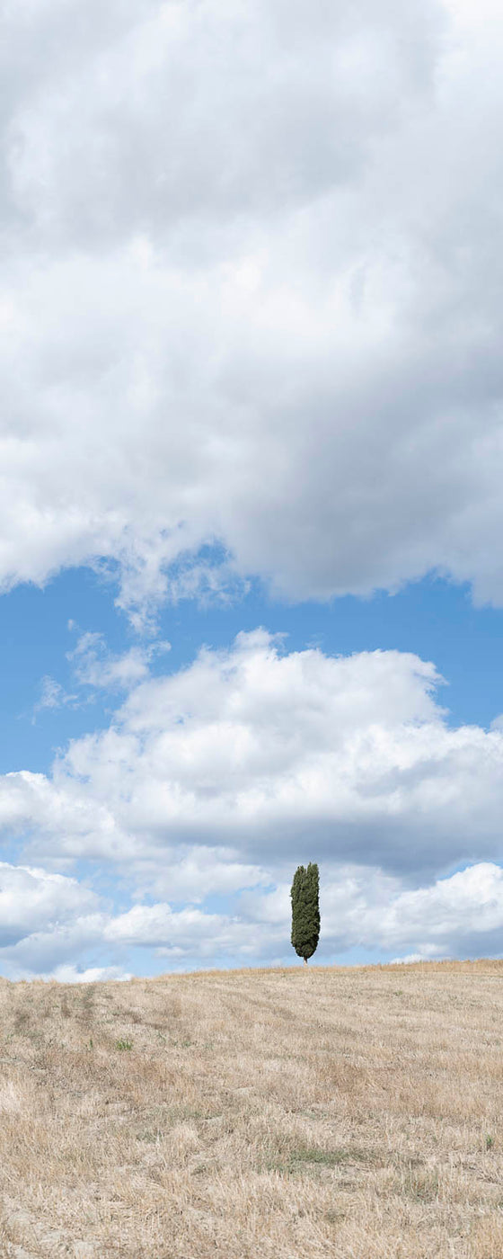 Vertical panoramic photo of a single cypress tree in a field in Tuscany Italy, against a blue sky with clouds