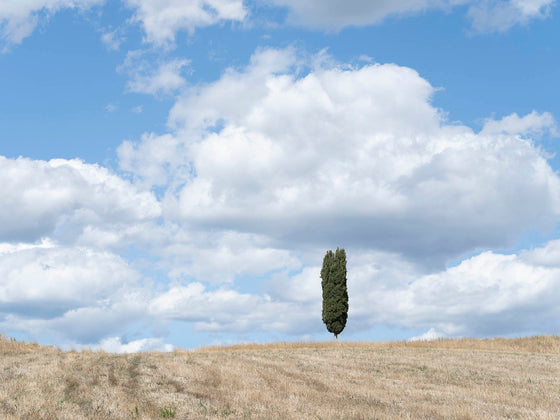 One Tuscan Cypress