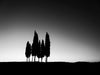 Black and white photo of cypress trees at sunrise, in Tuscany Italy
