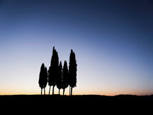 Cypress trees at sunrise, with a blue sky, in Tuscany Italy