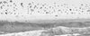 Panoramic black and white aerial photo of Manhattan Beach in Los Angeles with beach umbrellas, sand and the ocean