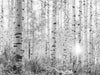 This horizontal photograph features Aspen tree trunks with a sunbeam in the lower right corner of the image as the sun is setting in Colorado, in black and white