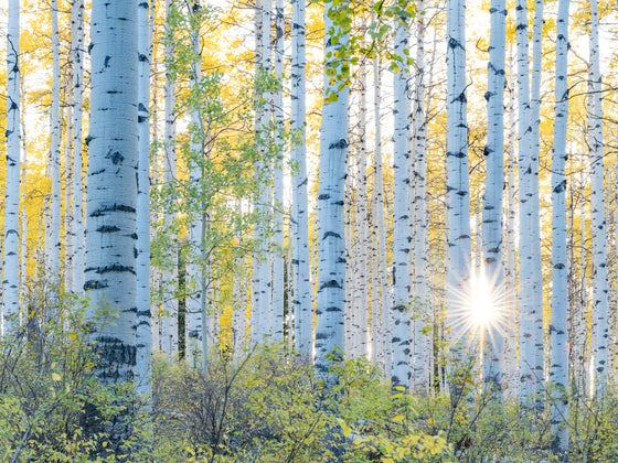 This horizontal photograph features Aspen tree trunks with a sunbeam in the lower right corner of the image as the sun is setting in Colorado