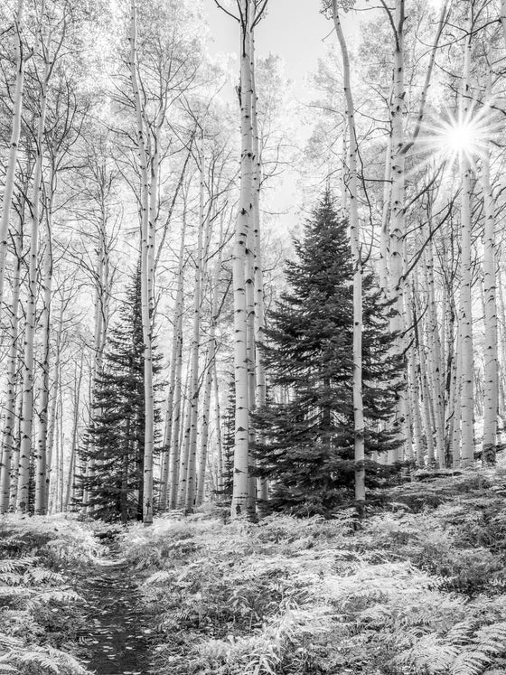 aspen trees and pine trees and ferns in Colorado in the fall with the sun and a starburst in black and white