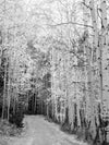 A photograph of aspen trees lining a gravel path during the Fall in Colorado, in black and white.
