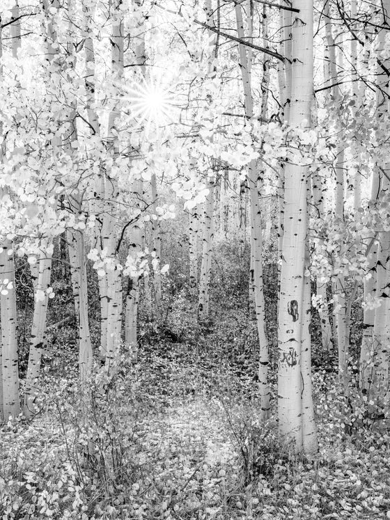A photograph of aspen trees during the Fall in Colorado, in black and white