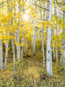 A photograph of aspen trees during the Fall in Colorado