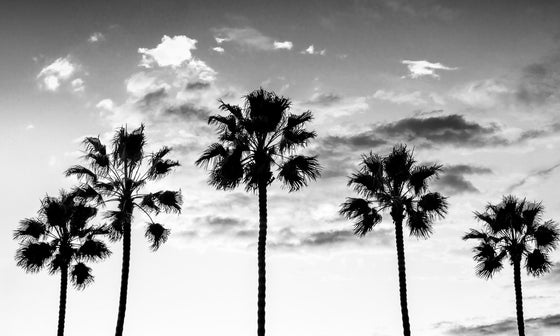 Five palm trees that are backlit by the beautiful blue sky filled with puffy clouds behind them.