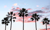 Five palm trees that are backlit by the beautiful blue sky filled with pink puffy clouds behind them