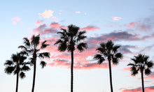  Five palm trees that are backlit by the beautiful blue sky filled with pink puffy clouds behind them