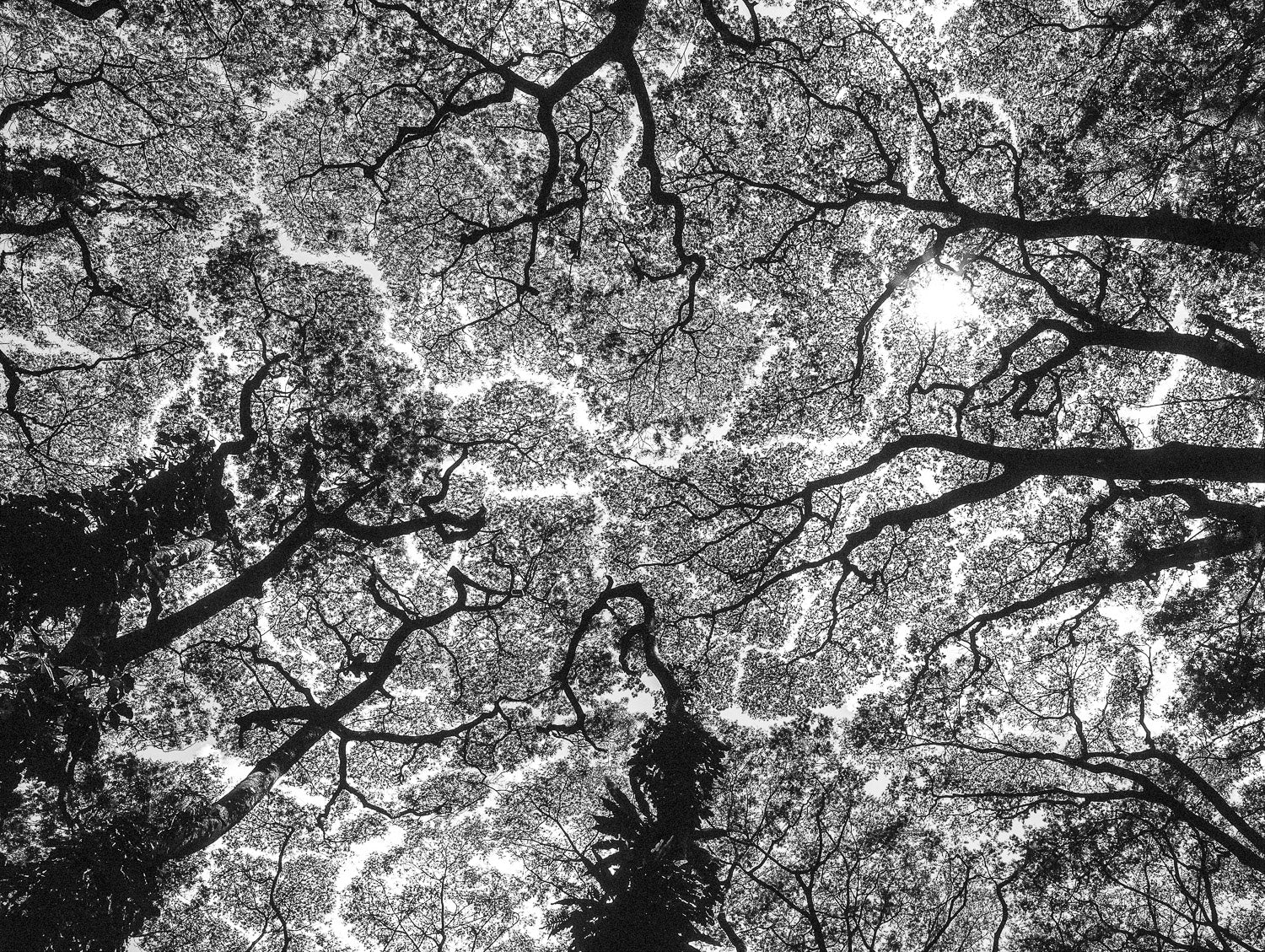 Rivers in the Sky, Abstract Photo, Tree Canopy, Hawaii – Pacific Coast ...