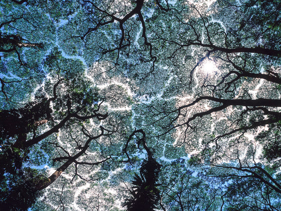An abstract photo looking up to a tree canopy in Hawaii, where the trees don't touch, due to a phenomenon called leaf shyness of tree shyness.  It has an abstract appearance of rivers in the sky