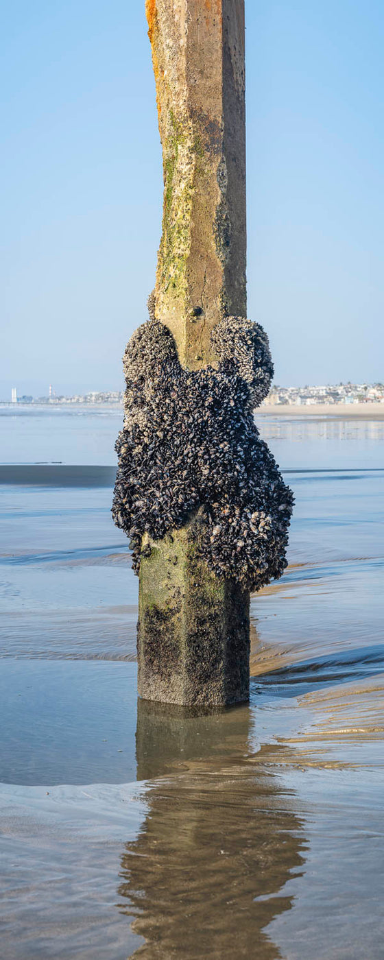 a piling under the Hermosa Beach pier, covered in barnacles, vertical panoramic format