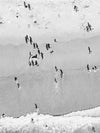 Black and white aerial photo of Manhattan Beach in Los Angeles with surfers and their shadows