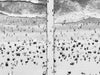 Black and white aerial photo of Manhattan Beach Pier in Los Angeles with beach umbrellas, sand and the ocean