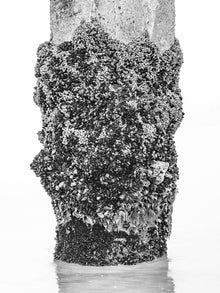  barnacles abstract photo on manhattan beach pier piling, in black and white