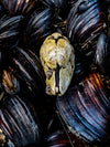 clam and barnacles abstract photo on manhattan beach pier piling