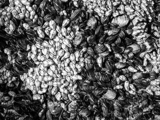 clam and barnacles abstract photo on manhattan beach pier piling in black and white