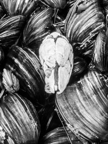  clam and barnacles abstract photo on manhattan beach pier piling in black and white