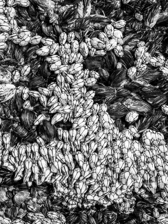 clam and barnacles abstract photo on manhattan beach pier piling in black and white