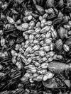 Abstract photo of barnacles on a pier piling in Manhattan beach California in black and white