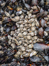 Abstract photo of barnacles on a pier piling in Manhattan beach California