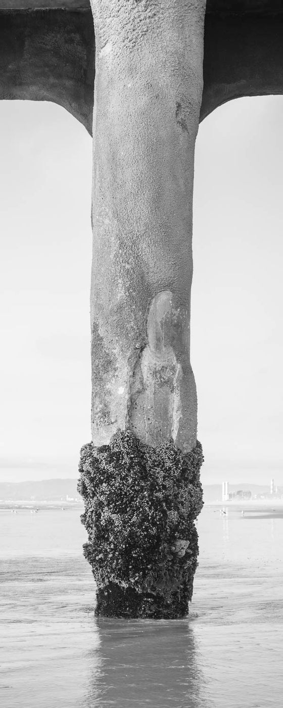 a piling under the Manhattan Beach pier, covered in barnacles, vertical panoramic format, in black and white