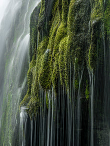  This is a photo of a mossy, green waterfall with water dripping down it.