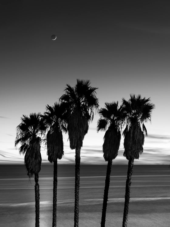 The moon and palm trees over the Pacific Ocean, in black and white