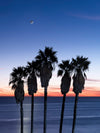 Palm trees and the moon over the Pacific Ocean, shot from Palos Verdes California